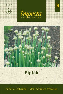 Piplök