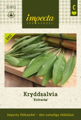 Salvia, Krydd-, 'Extracta', Ekologisk