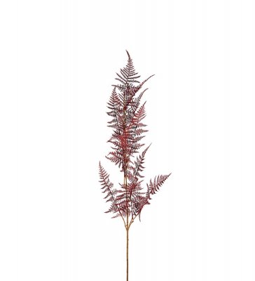 Plumosus Burgundy 110cm