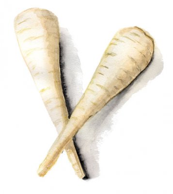 Palsternacka White Gem