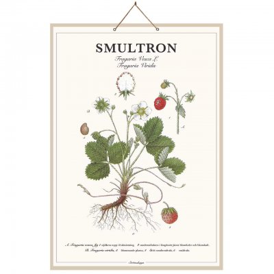 Skolplansch Smultron 44x66cm