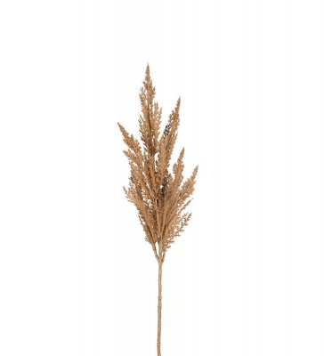 Pampasgräs Beige 80cm