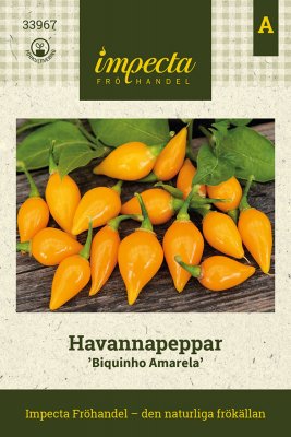 Havannapeppar Biquinho Amarela