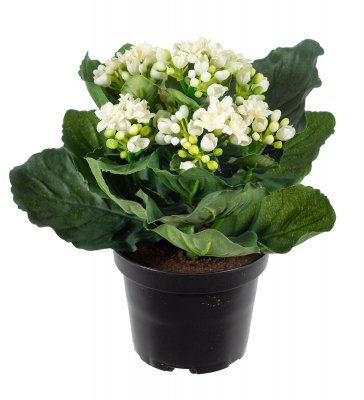 Kalanchoe Vit 20cm