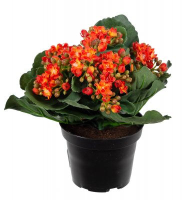 Kalanchoe Orange 20cm