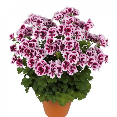 Änglapelargon Candy Flowers ® Bicolor, stickling 3-pack