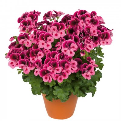 Änglapelargon Candy Flowers ® Pink With Eye, kruka
