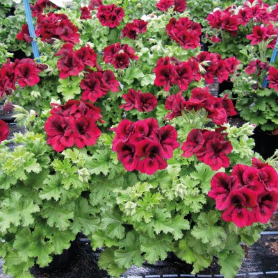 Änglapelargon Novita ® Purple Red, kruka