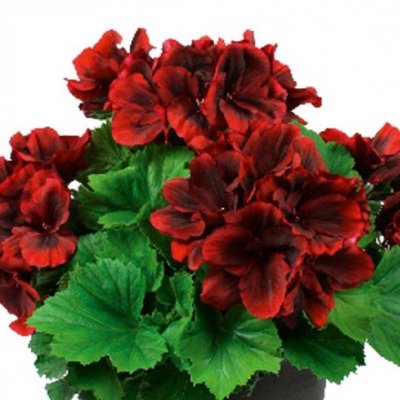 Änglapelargon Novita ® Classic Red, stickling 3-pack