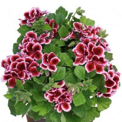 Änglapelargon Novita ® Early Lavender, stickling 3-pack