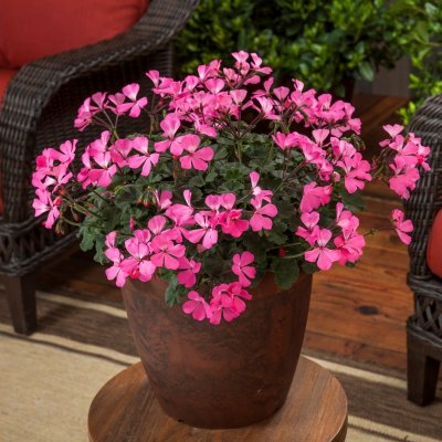 Pelargon Caliente Pink, kruka