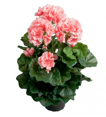 Pelargon 35cm Rosa