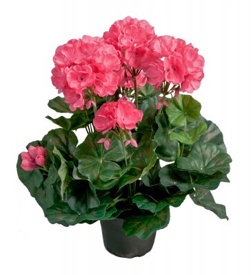 Pelargon 35cm Mörkrosa