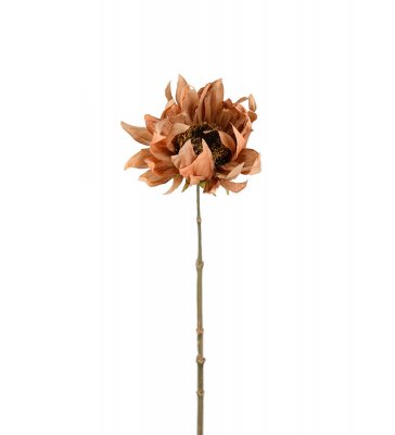 Solros Brun 60cm