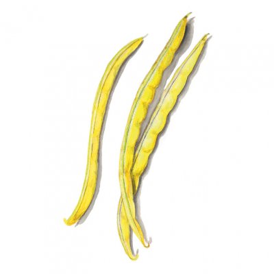 Vaxböna Rocquencourt