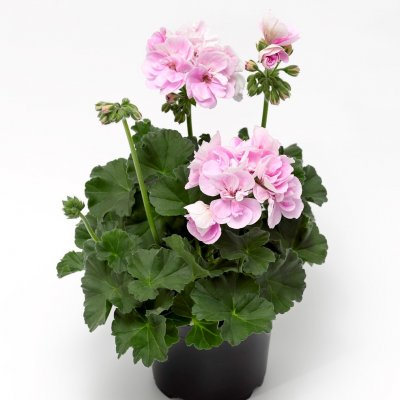 Pelargon Calliope ® Light Lavender, stickling