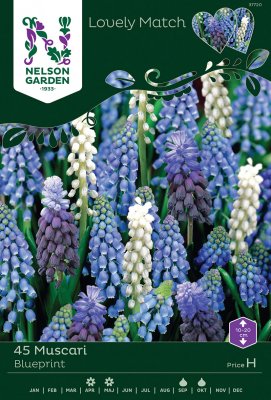 Pärlhyacint Muscari Mix Blueprint 45st