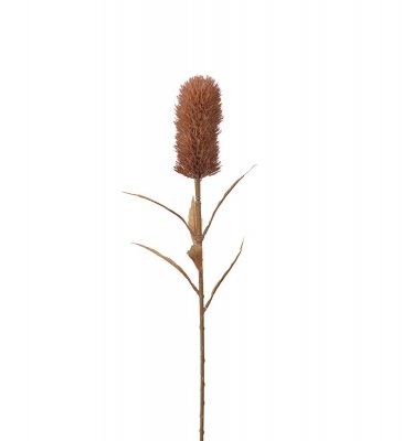 Banksia Brun 75cm, Konstgjord