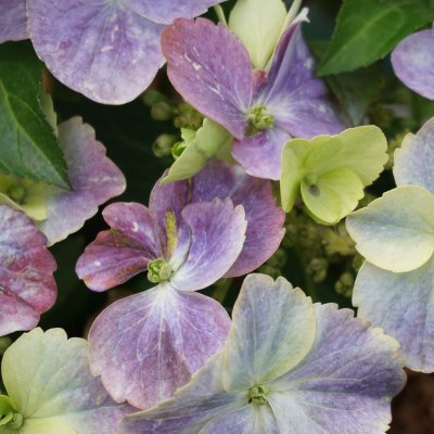 Hydrangea French Bolero ®