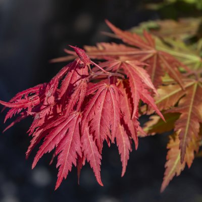 Acer pseudosieboldianum North Wind ®