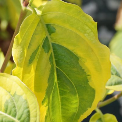 Cornus kousa Ohkan