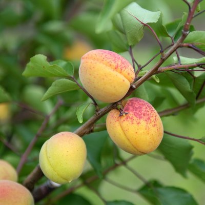 Prunus armeniaca Nancy (Aprikose von Nancy)