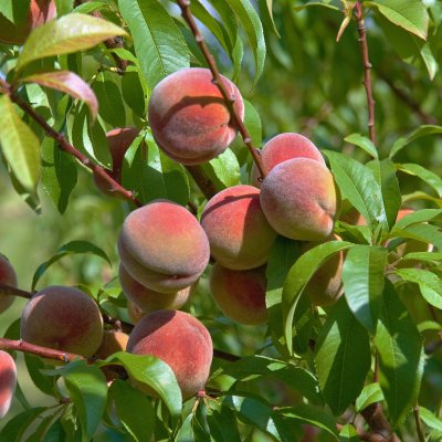 Prunus persica Kernechter vom Vorgebirge