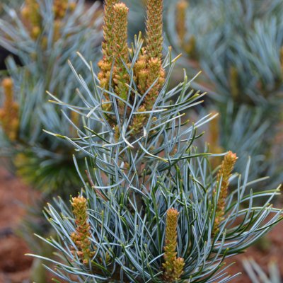 Pinus parviflora Aui