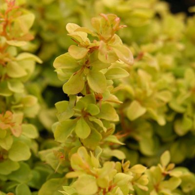 Berberis thunbergii Golden Nugget ®