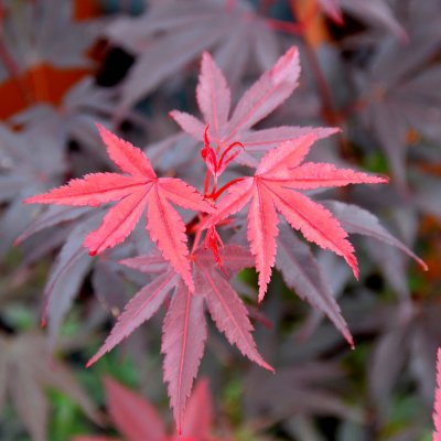 Acer palmatum Pixie