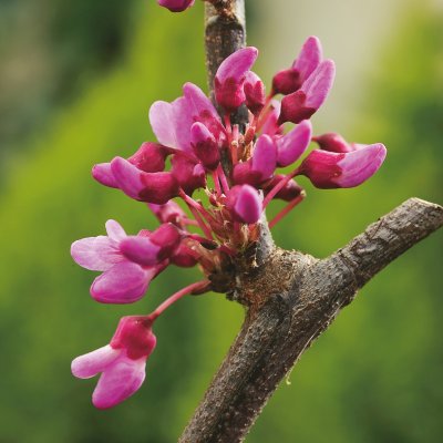 Cercis chinensis Avondale