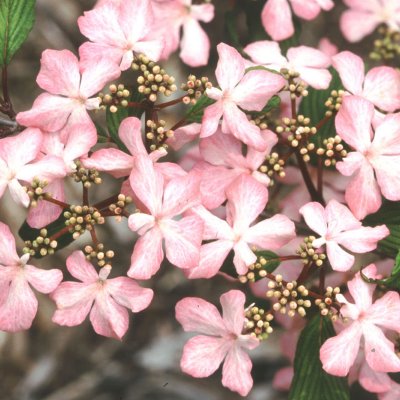 Viburnum plicatum Molly Schroeder ®
