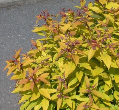 Spiraea japonica Little Flame ®