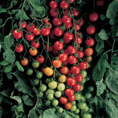 Solanum lycopersicum Supersweet 100