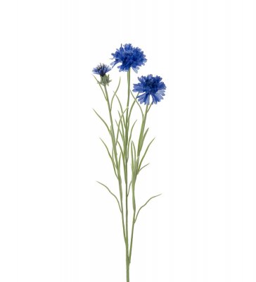 Blåklint 65cm