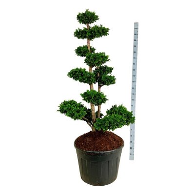 Japansk Ädelcypress Bonsai