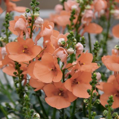 Tvillingsporre, Stickling, Diascia Piccadilly ® Salmon 3-pack