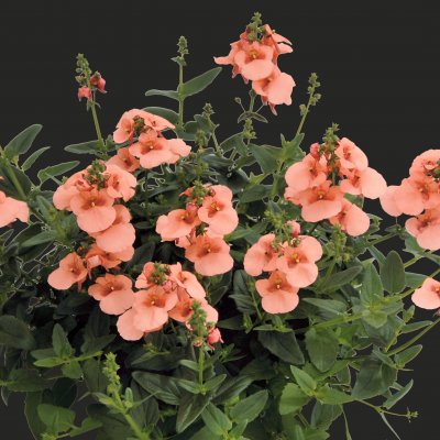 Diascia barberae Breezee ® Plus Apricot