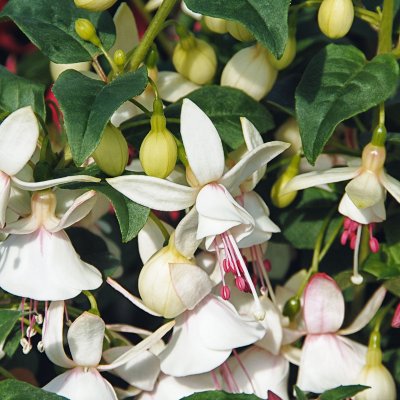 Fuchsia Shadow Dancer ® Albina