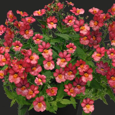 Nemesia Sunsatia ® Plus Little Watermelon