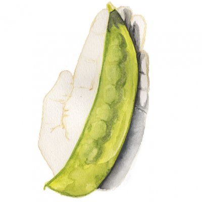 Gråsockerärt Lokförare Bergfälts Jätteärt