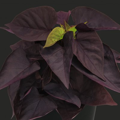 Batata Ipomoea Sweet Caroline Sweetheart Jet Black ™