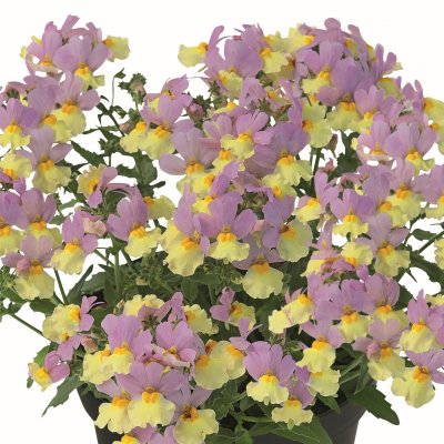 Nemesia Fairy Kisses ™ Pink Lemonade, stickling 2-pack