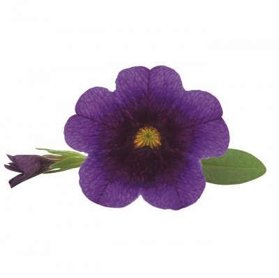 Småpetunia, Stickling, Million Bells Superbells ™ Grape Punch