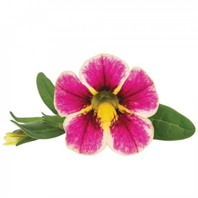 Småpetunia, Stickling, Million Bells Superbells ™ Holy Cow 3-pack