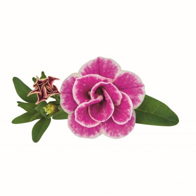 Småpetunia, Stickling, Million Bells Superbells ™ Sweet Love 2-pack