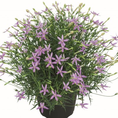 Stjärnlobelia Pattis Pink, stickling 2-pack