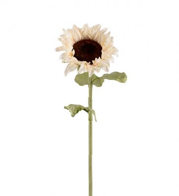 Solros Creme 60cm