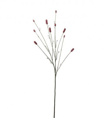 Blodtopp Röd 80cm