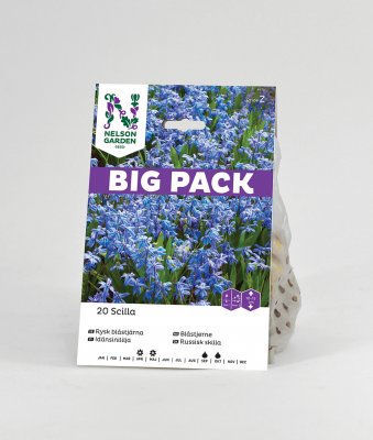 Blåstjärna Rysk Scilla sibirica 20st